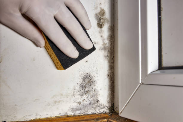 Best Attic Mold Removal  in Occoquan, VA